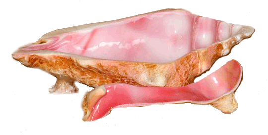 Couch Shell Sauce Dish